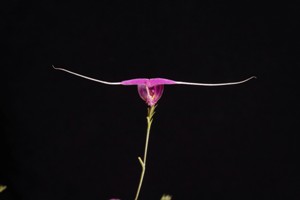Sppm. swertiifolium Huntington's Violet Starling CHM 83 pts. - Flower